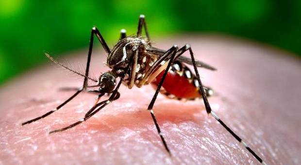 Zanzare e rischio Zika, il Comune informa e distribuisce pastiglie