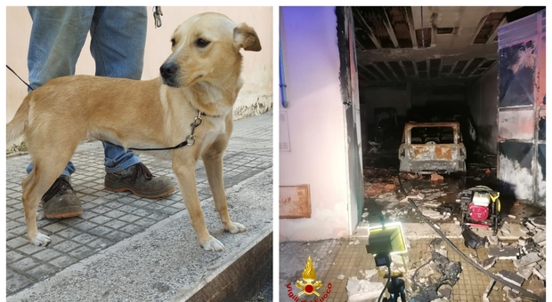 Incendio in un garage, la cagnolina Venere salva un'intera famiglia