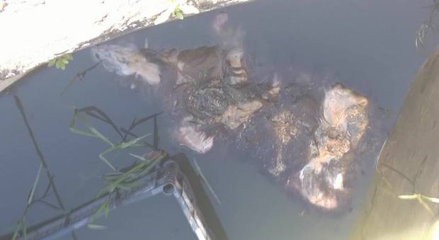 Cani annegati con zampe amputate trovati in un pozzo, choc a Capaccio