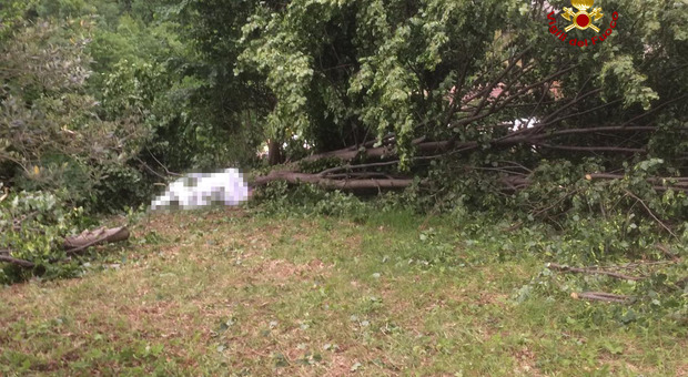 Taglia un albero vicino a casa, il tronco lo schiaccia: morto 53enne