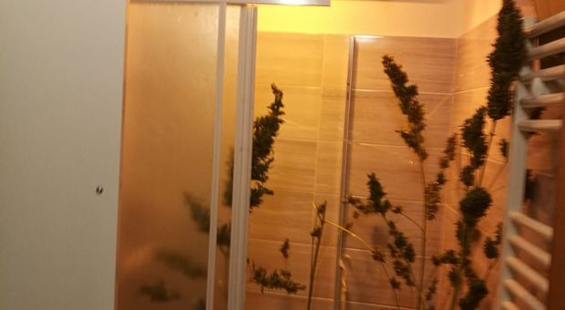 Coltiva marijuana nel bagno di casa, 22enne arrestato dai carabinieri