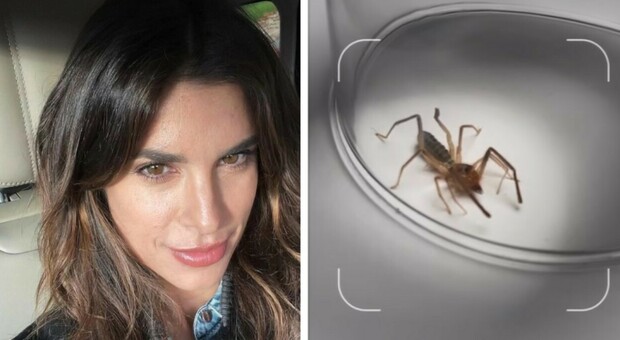 Elisabetta Canalis, paura per il "ragno che fugge dal sole" in casa: «È velocissimo e il suo morso è doloroso»