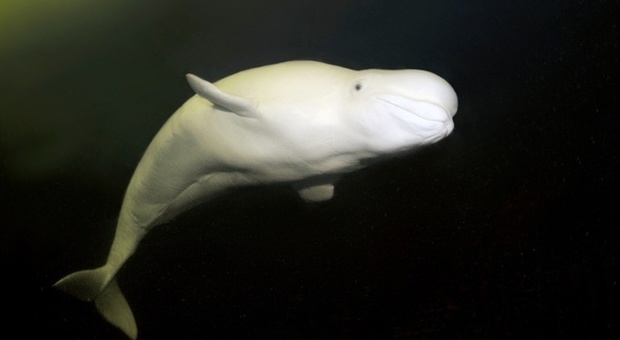 A tu per tu con un beluga: gli splendidi scatti del fotografo sub