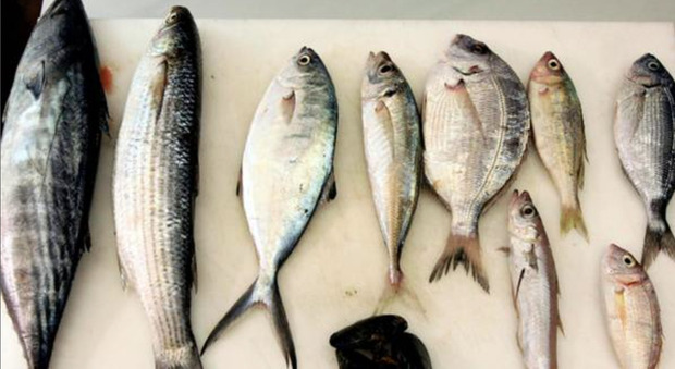 Pesce scaduto al supermercato: scoperti e sequestrati 800 kg di merce. Sanzioni per 7.500 euro