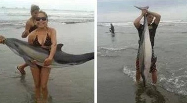 Scattano foto con il delfino spiaggiato, l'animale muore poco dopo