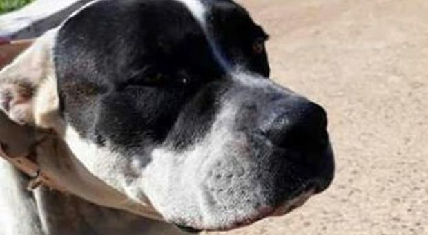 Trovato un cane carbonizzato, la denuncia: "Gli hanno sparato" Indagano i carabinieri