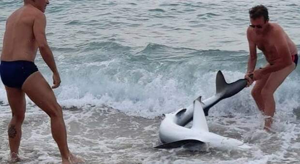 Sardegna, squalo stremato tirato fuori dall'acqua dai bagnanti per i selfie. È polemica