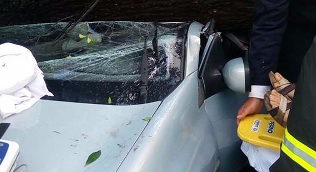 Pino secolare crolla sull'auto di mamma e 2 figlioletti: miracolati