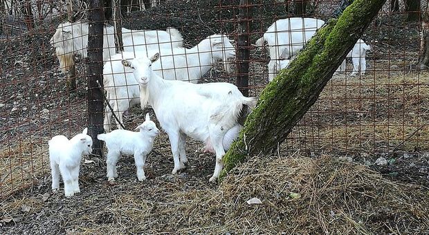 Nel parco della Fontega, ad Arcugnano, sono nati 5 capretti