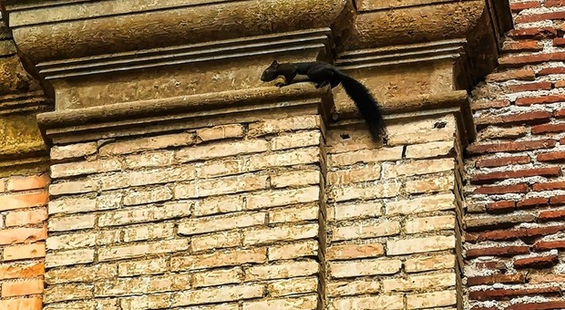 Lo scoiattolo “visita” il paese, sale sulla chiesa e arriva davanti alle case: a Monte Compatri boom di video e foto