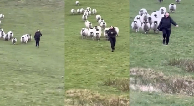 Inseguita da un gregge di 37 pecore e 2 arieti mentre passeggia: la corsa della ragazza diventa virale