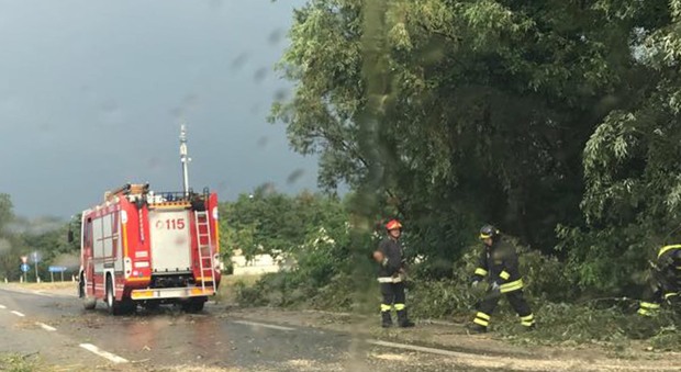 Pioggia e vento: alberi sulle strade Basso Polesine in grosse difficoltà