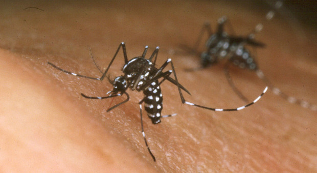 Dengue a Roma, contagi in aumento: tre i focolai della malattia. Il vaccino da ottobre