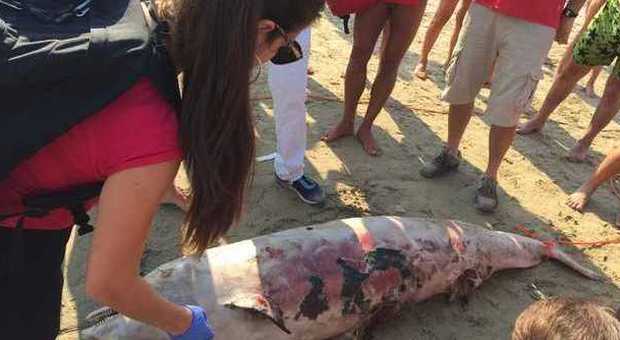 Delfino ucciso dall'elica di un motoscafo, choc in spiaggia a Civitanova