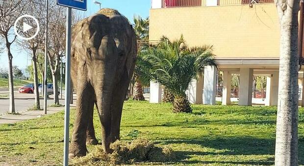 Elefante scappa dal circo e va a brucare l'erba dei giardinetti. La "gita" immortalata dai passanti