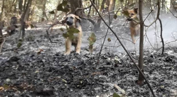 Vesuvio, cuccioli ritrovati nel bosco distrutto dal fuoco: «Adottiamoli»