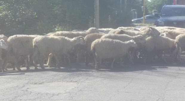 Un gregge di pecore attraversa la Cristoforo Colombo