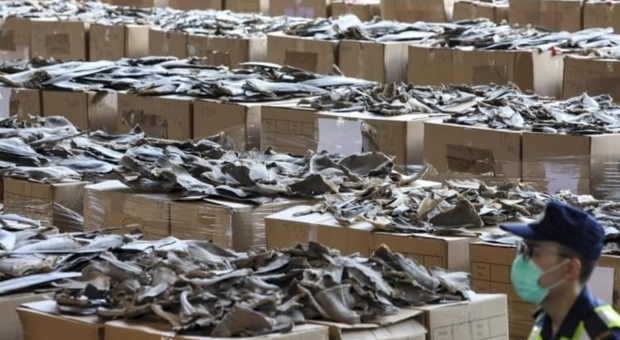 Sequestro record di pinne di squalo a Hong Kong. E' il più grande sequestro di sempre. (immagini da South China Morning Post)
