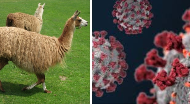 Virus, la scoperta degli scienziati britannici: gli anticorpi del lama neutralizzano il Covid