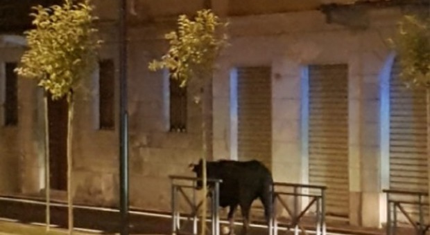 Novara, mucca scappa da allevamento e vaga per la Statale. Abbattuta dai carabinieri