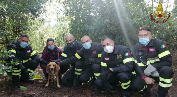 Villa Ada, cane precipitato per sette metri in un dirupo salvato dai vigili del fuoco