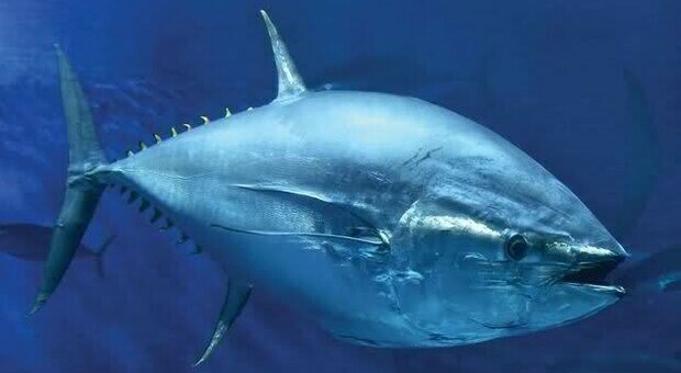 Ischia, trova una siringa ospedaliera nella pancia del tonno appena pescato: l'amara sorpresa