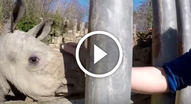 Nasce un raro esemplare di rinoceronte bianco in uno zoo francese