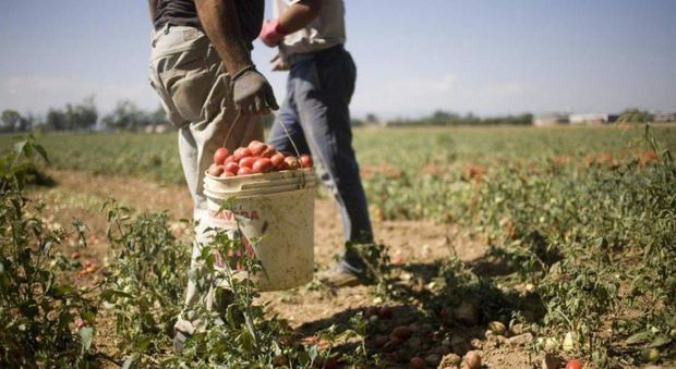 Agricoltura, nel Casertano un lavoratore su tre è straniero