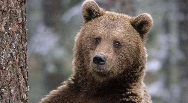 Nei boschi dell'Alpago è arrivato l'orso Madi