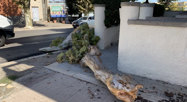 Il tronco dell'albero caduto in via di Santa Barbara a Nettuno