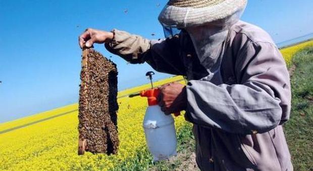 Annata apistica 2015 in ripresa: superate le 250 tonnellate di miele