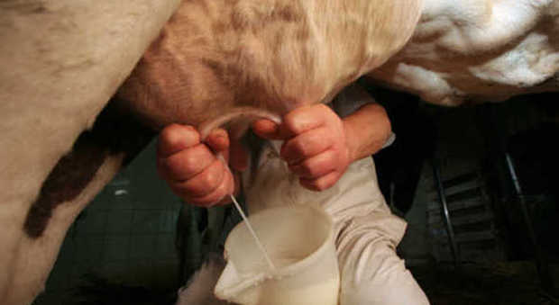 Gli allevatori del Fvg puntano adesso anche sul latte biologico