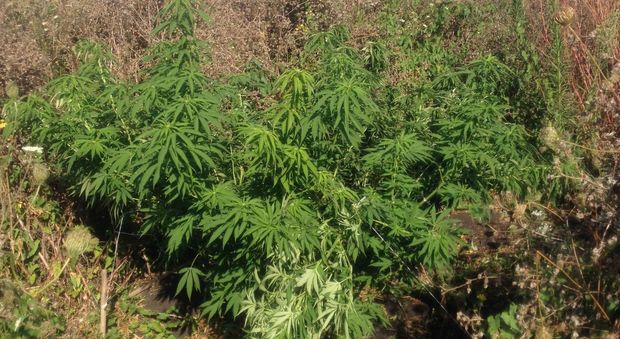 Cannabis terapeutica, coltivazione fai da te. A Gaeta si costituisce l'associazione nazionale