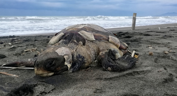 La tartaruga rinvenuta sulla spiaggia di Pescia Romana