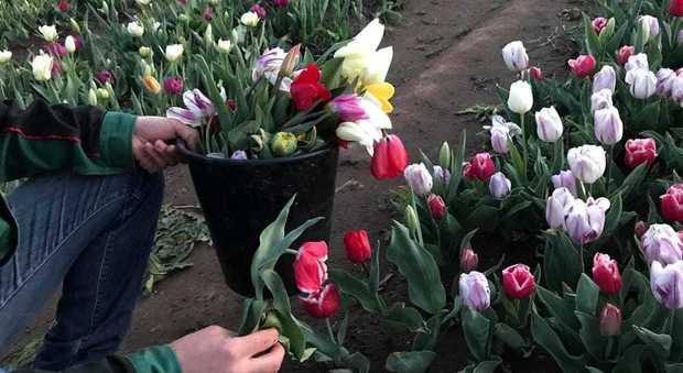 Roma, Il parco dei tulipani appena aperto già devastato: strappati 8mila fiori