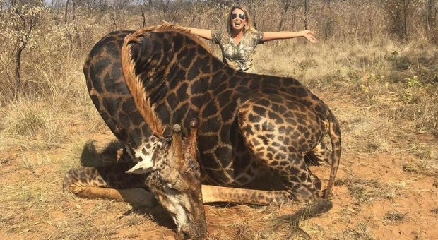Una rara giraffa nera, uccisa in Sudafrica, da una americana, appassionata della caccia grossa.