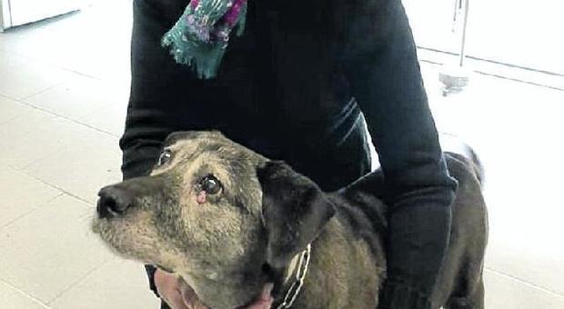 Operato e curato Pepa, il cane eroe che trovò il bimbo