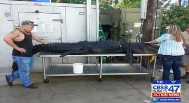 Catturano a mani nude un alligatore da 350 kg: ​"Abbiamo usato esche ed una corda"