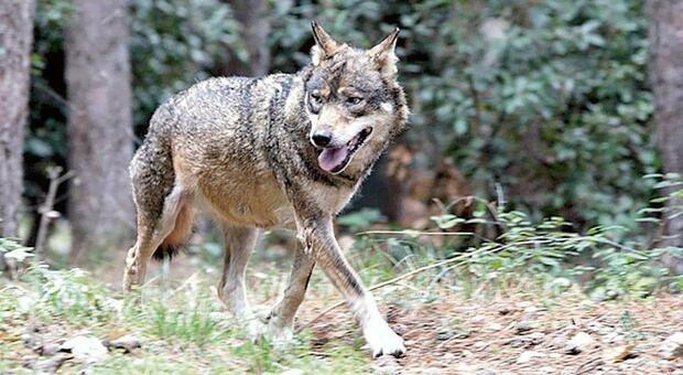 Vallo di Diano, lupo catturato dai bracconieri salvato e rimesso in libertà