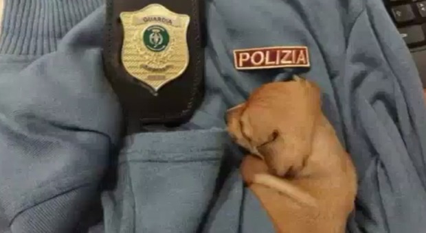 Migliaia di cagnolini importati illegalmente: «Guadagni per un milione di euro». Sgominata banda criminale