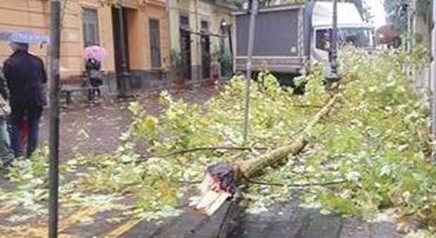Paura al Vomero, albero cade su marciapiedi davanti a due scuole. Chiusa anche la Villa comunale
