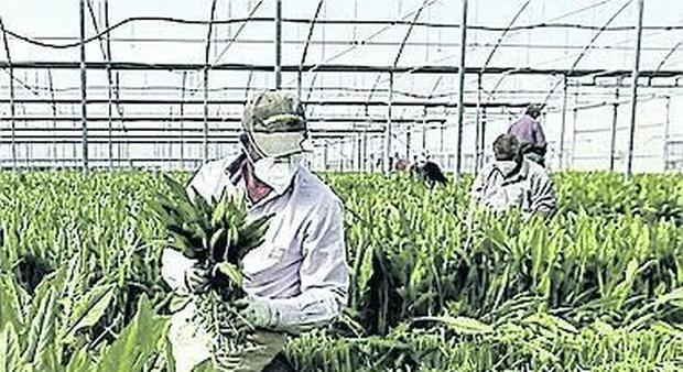 Boom dell'agricoltura biologica: «Mai smesso di lavorare»