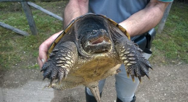La tartaruga azzannatrice scoperta nelle campagne di Cori dagli agenti della Forestale