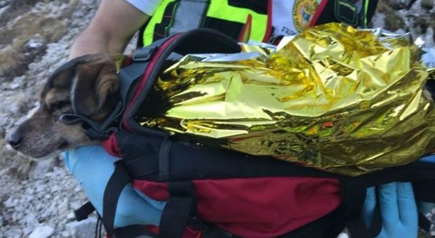 Cane caduto in un canalone del Pasubio salvato dal soccorso alpino