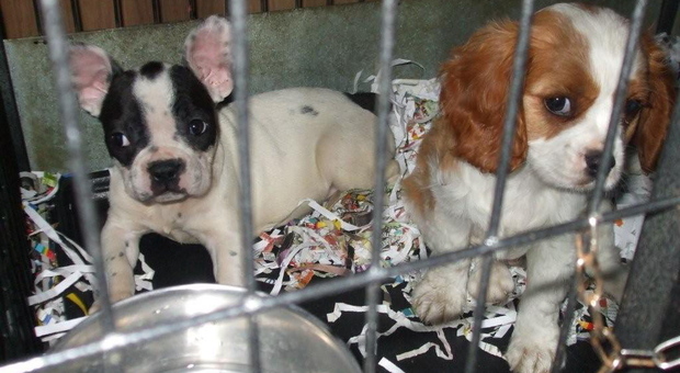 Trovano casa i cuccioli che rischiavano di morire nel furgone