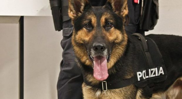 «Quel cane poliziotto è fascista»: la polemica per il nome, ecco come si chiama e perché