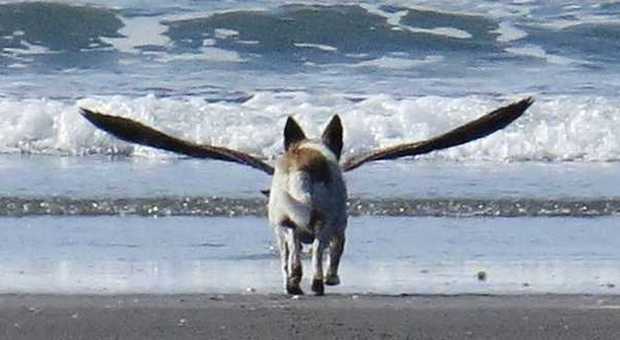 ​Lo scatto “inganna” lo spettatore: fotografato il cane-uccello in Nuova Zelanda