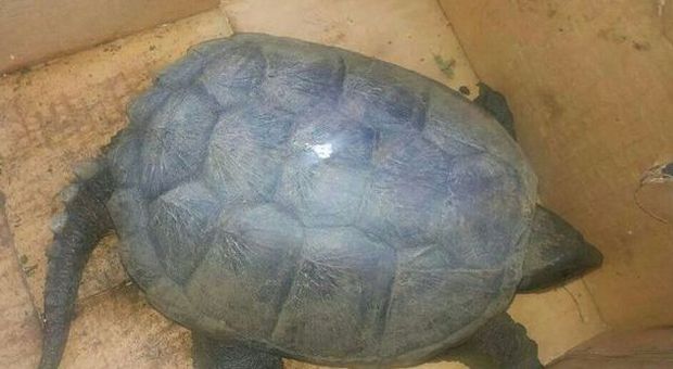 Catturata dalla polizia la tartaruga azzannatrice