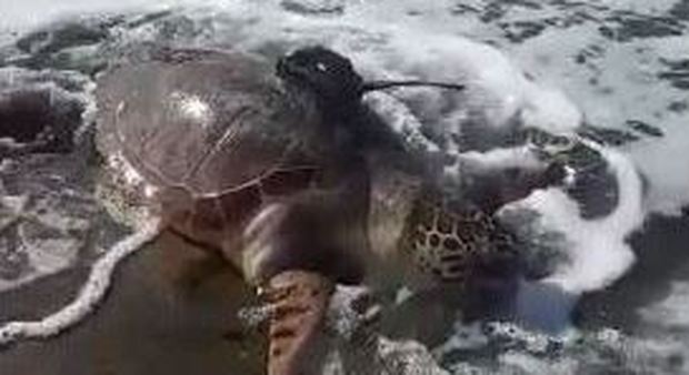 Capo Miseno, tartaruga senza vita trovata in spiaggia dai bagnanti