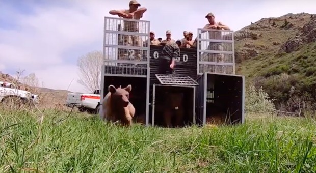 Mamma orso e i suoi cuccioli liberati dopo anni chiusi in gabbia: il video è commovente